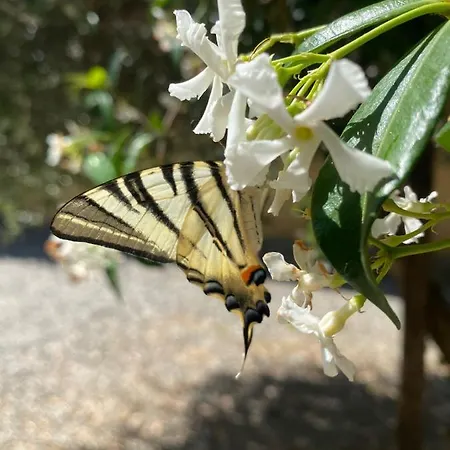 Alloro Frühstückspension Capannori