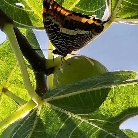 Alloro Frühstückspension