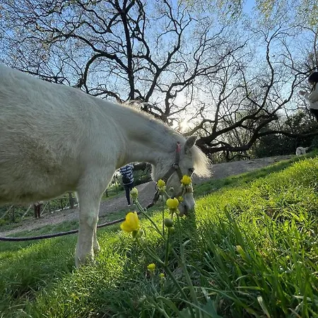 Frühstückspension Alloro 4*