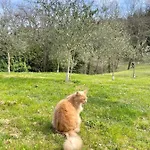 Alloro カパンノリ
