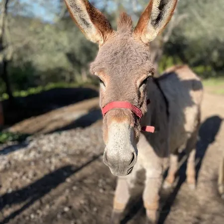 Alloro فندق مبيت وإفطار 4*
