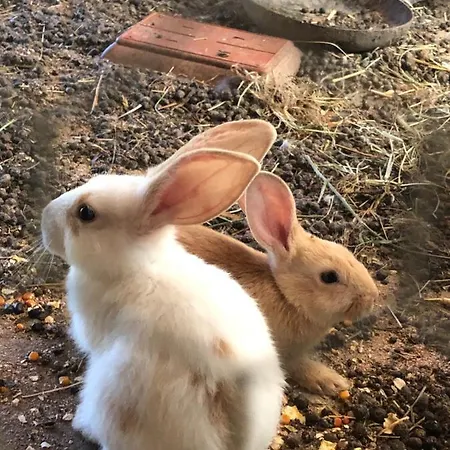 Alloro Alojamento de Acomodação e Pequeno-almoço 4*