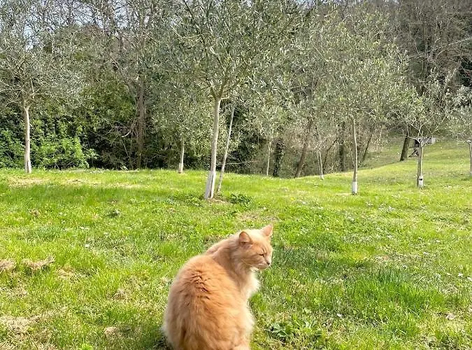 Alloro Капаннори