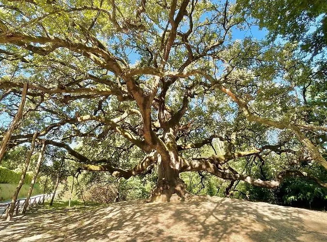 Alloro 4* 卡潘诺里