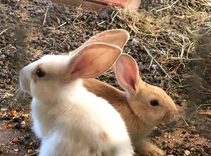 Alloro 住宿加早餐酒店 4*