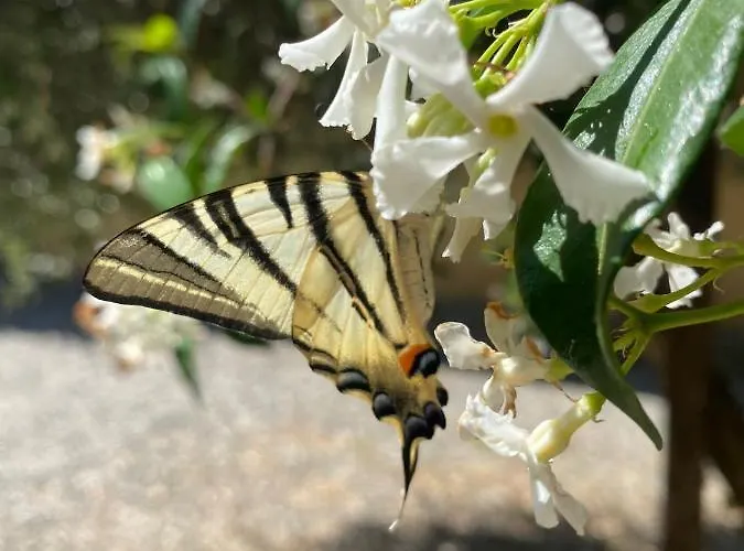 Alloro B&B 카판노리